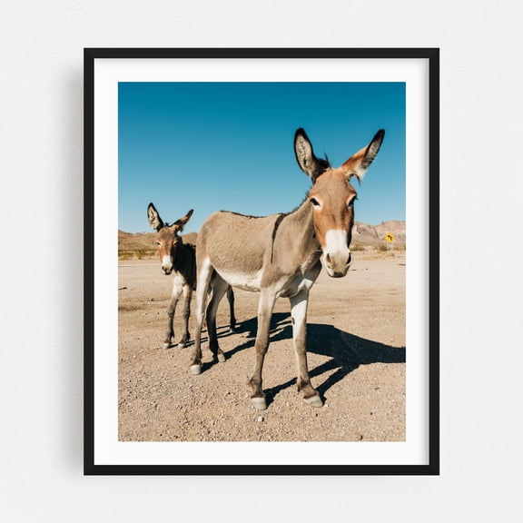Wild Burros, Oatman 01 - Oatman Arizona Photography Black Framed Wall Art Print 16 x 20 inches