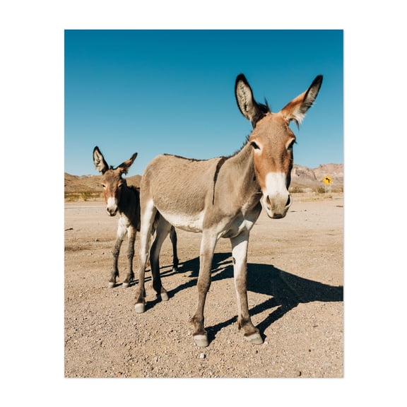 Wild Burros, Oatman 01 - Oatman Arizona Photography Unframed Wall Art Print 8 x 10 inches