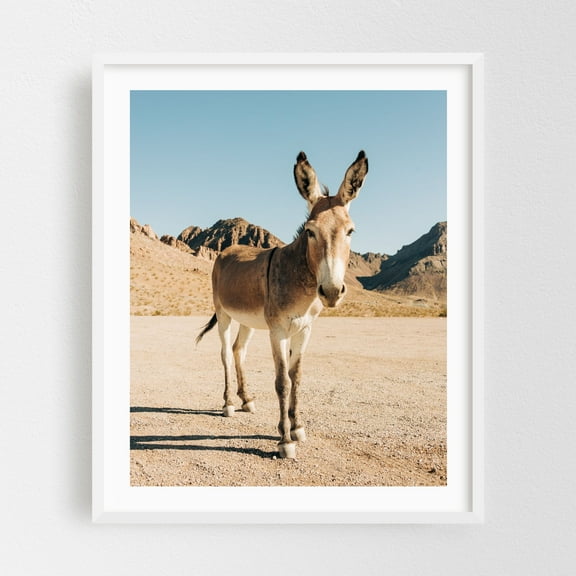 Wild Burros, Oatman 02 - Oatman Arizona Photography White Framed Wall Art Print 16 x 20 inches