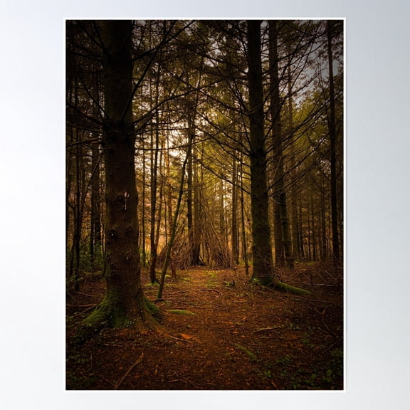 Wild Camping, Woodland Shelter, Forest Photography, Enchanted Forest, Tree Scene, English Trees Poster Wall Art, Modern Wall Decor, 8x12 UNFRAMED