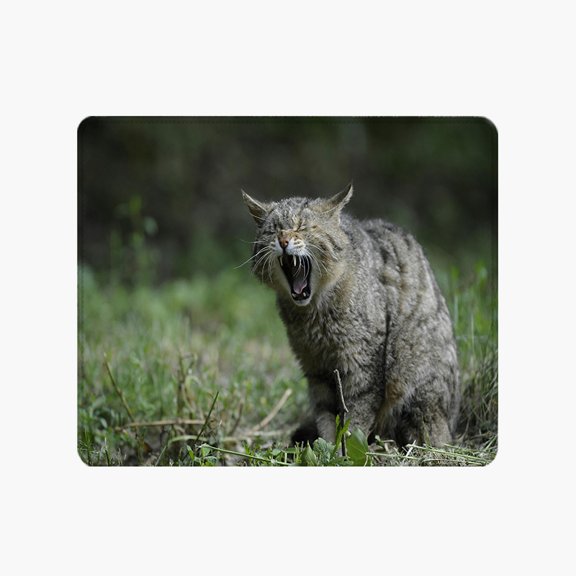 Wild Cat Yawning Mouse Pad 9.44 x 7.87 Inches - Nature Photo Design for Desk Use
