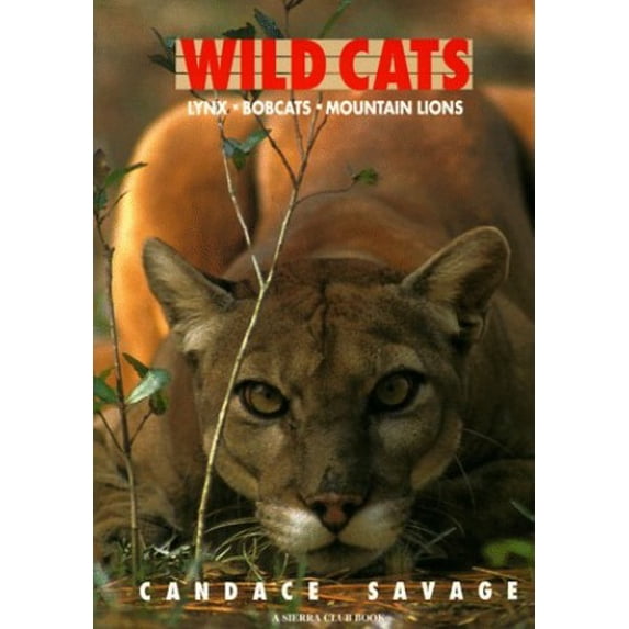 Pre-Owned Wild Cats : Lynx Bobcats Mountain Lions (Paperback)