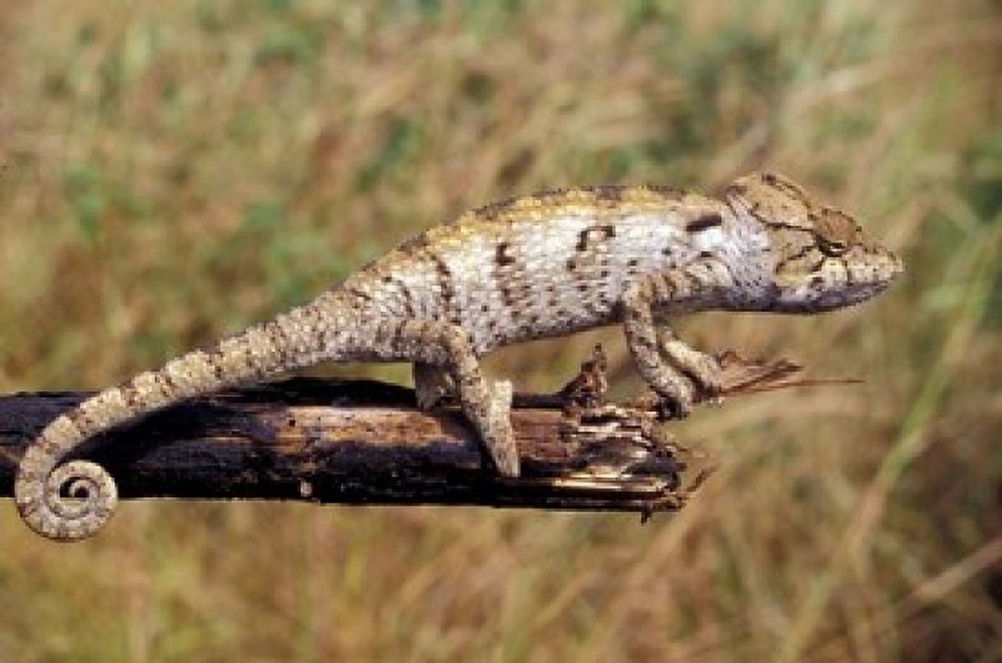 Wild Chameleon Madagascar Canvas Art - Michele Molinari DanitaDelimont (18 x 12)