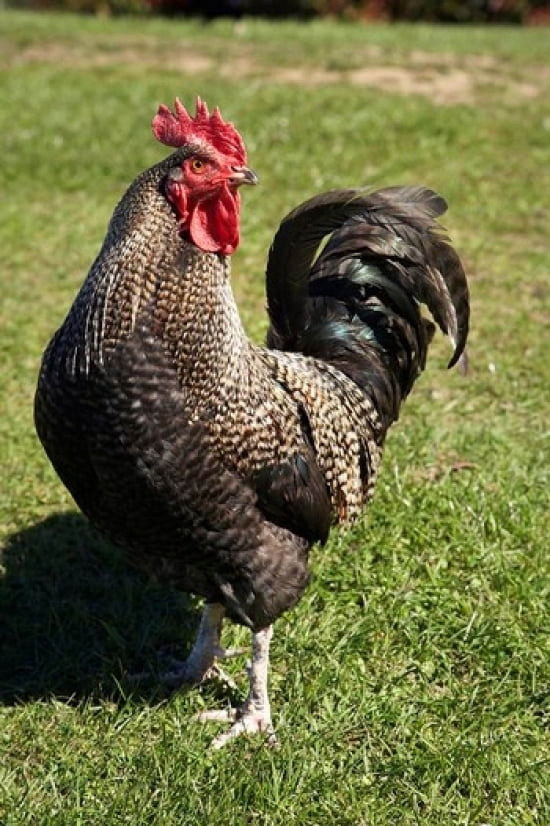 Wild Chicken Farm animal Port Chalmers New Zealand Canvas Art - David Wall DanitaDelimont (12 x 17)