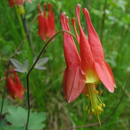 Wild Columbine -Aquilegia canadensis- Native Perennial- Live Starter Plant