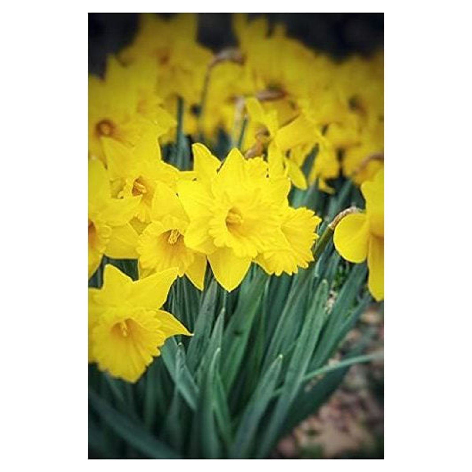 Wild Daffodil (Bulbs) Buttercup, Lent Lily (YUN2) (Narcissus