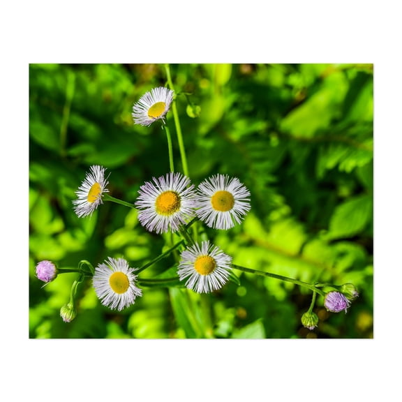 Wild Daisies - Pennsylvania Photography Floral Flowers Botanical Nature Garden Scenic Summer Unframed Wall Art Print 4 x 6 inches