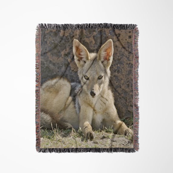 Wild Dog, Black-Backed Jackal, Masai Mara, Kenya-Af21 Aje0199 - Adam Jones, Woven Blanket