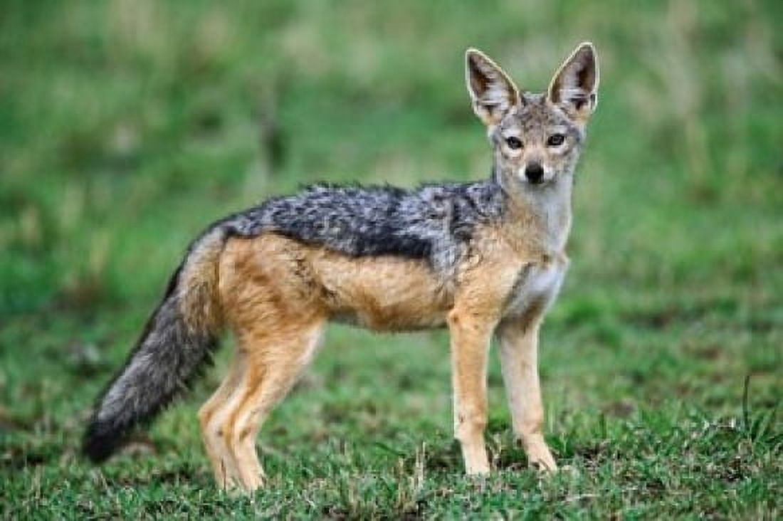 Wild Dog Black-backed Jackal Masai Mara Kenya Canvas Art - Adam Jones DanitaDelimont (24 x 15)
