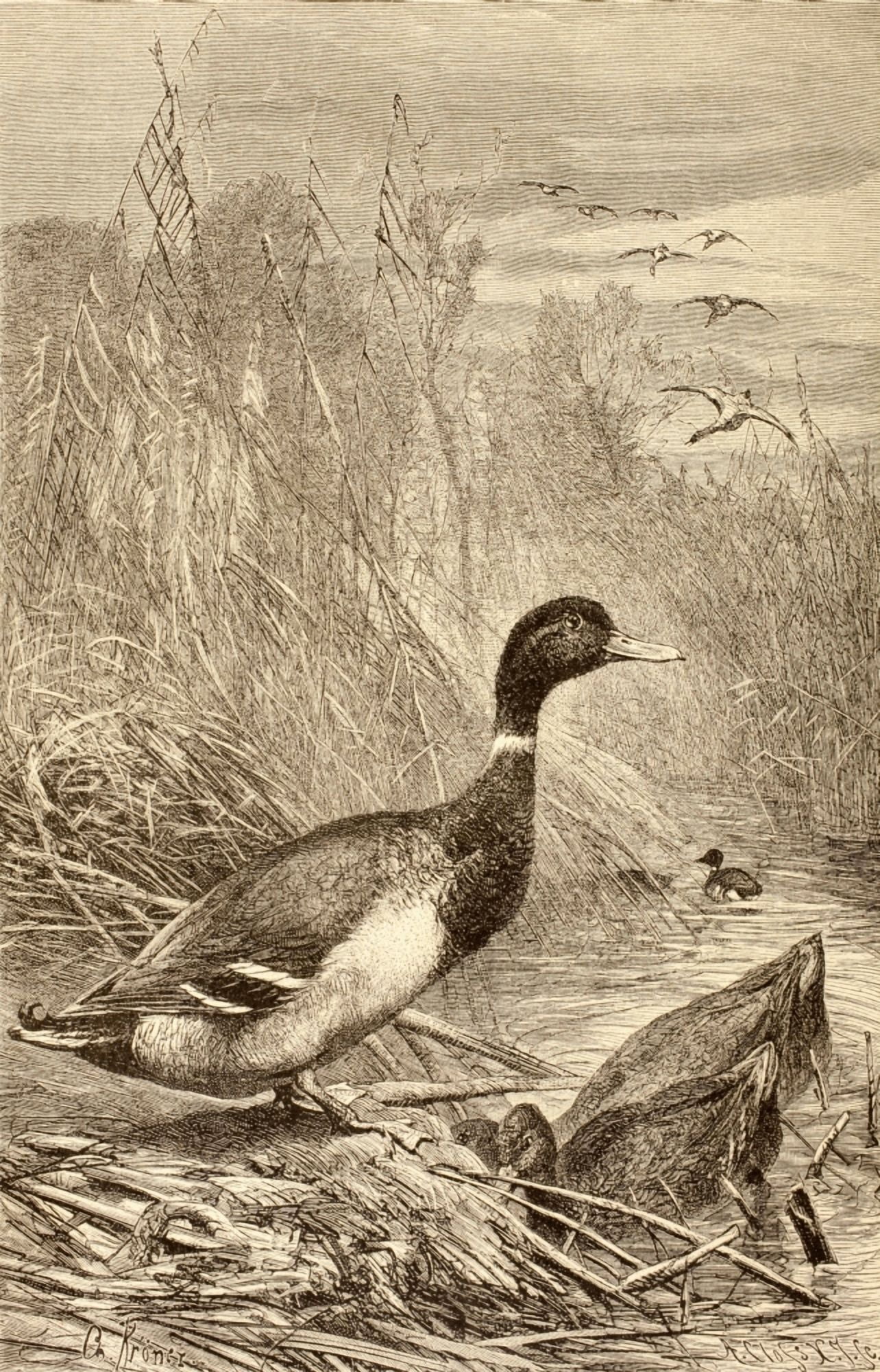 Wild Duck From La Vida De Los Animales Published Spain Circa 1885 Canvas Art - Ken Welsh Design Pics (11 x 18)