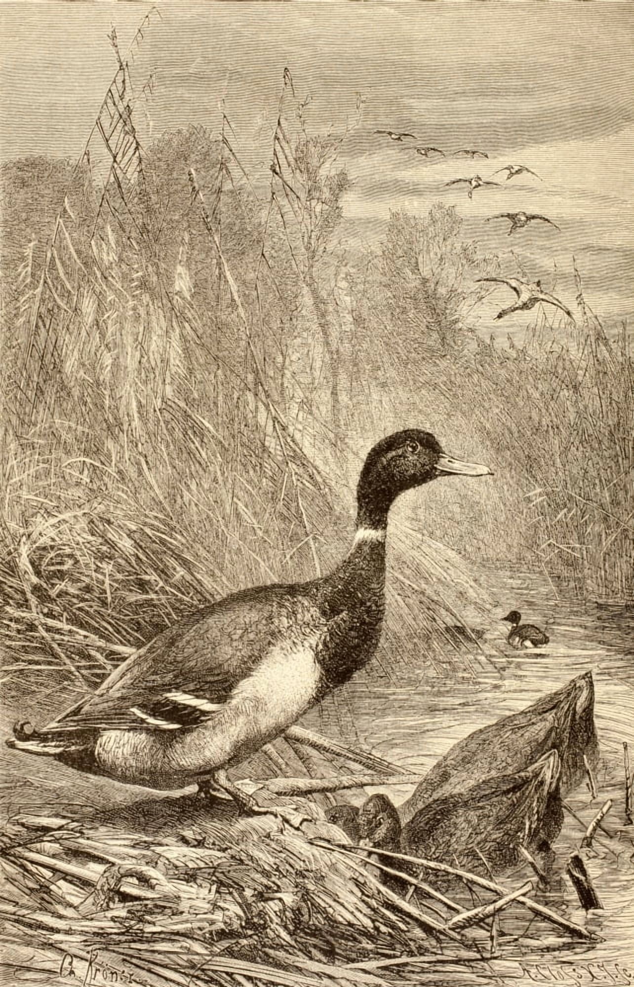 Wild Duck From La Vida De Los Animales Published Spain Circa 1885 Canvas Art - Ken Welsh Design Pics (22 x 36)