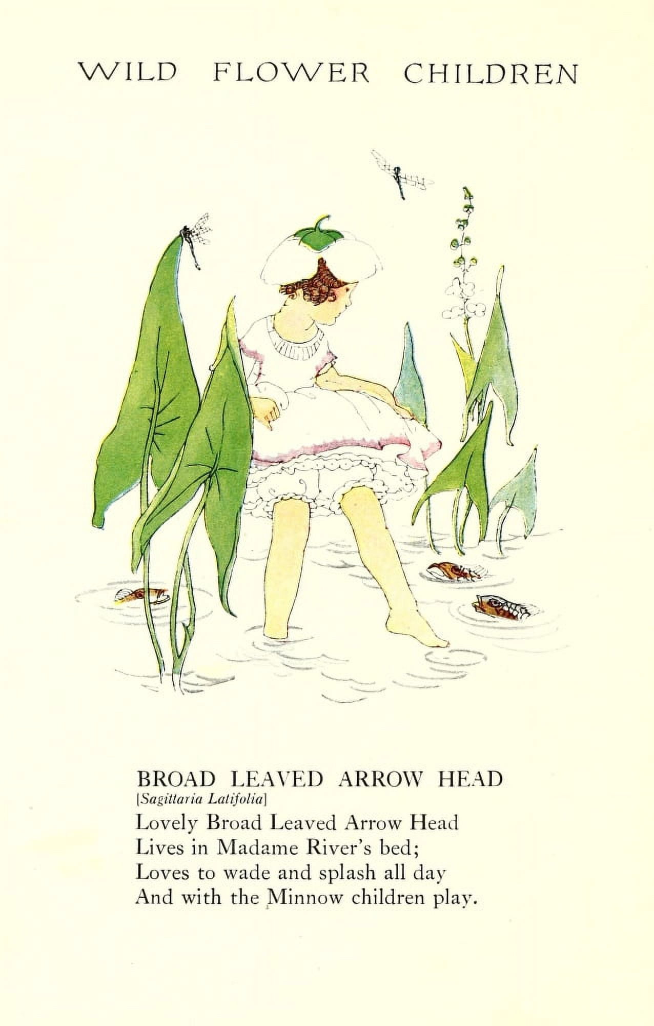 Wild Flower Children c1918 Broad Leaved Arrow Head Canvas Art - Janet Laura Scott (24 x 36)