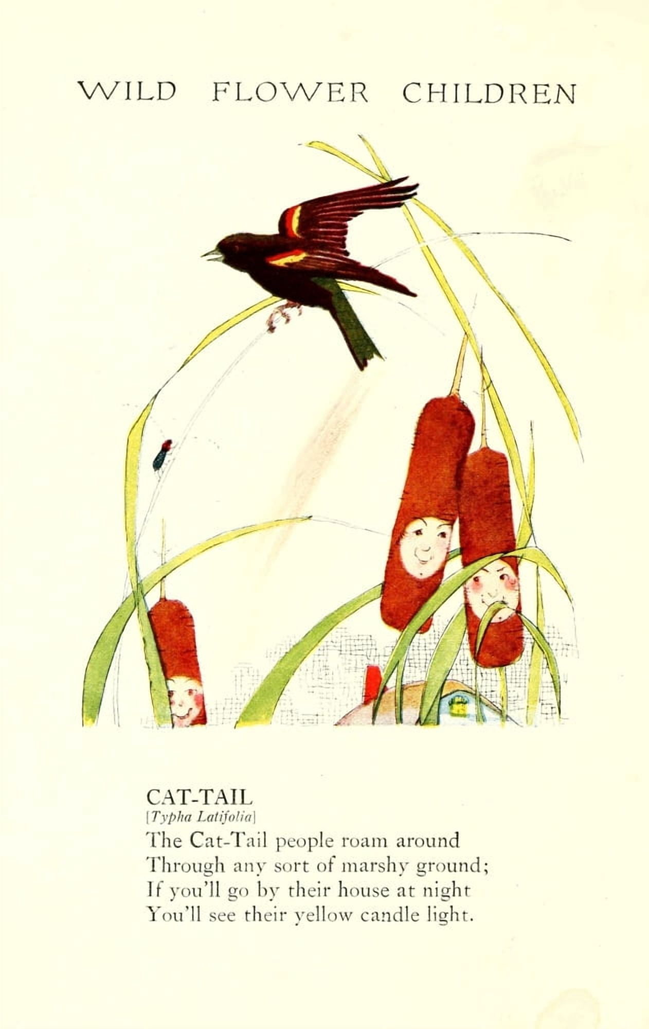 Wild Flower Children c1918 Cat-tail Canvas Art - Janet Laura Scott (24 x 36)
