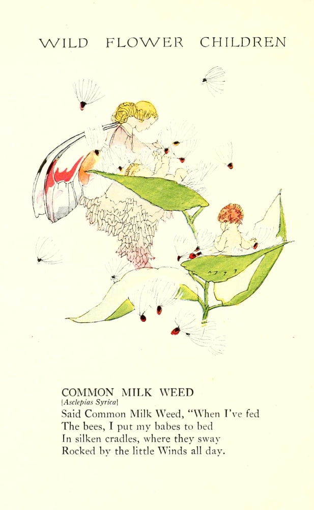 Wild Flower Children c1918 Common Milk Weed Canvas Art - Janet Laura Scott (18 x 24)