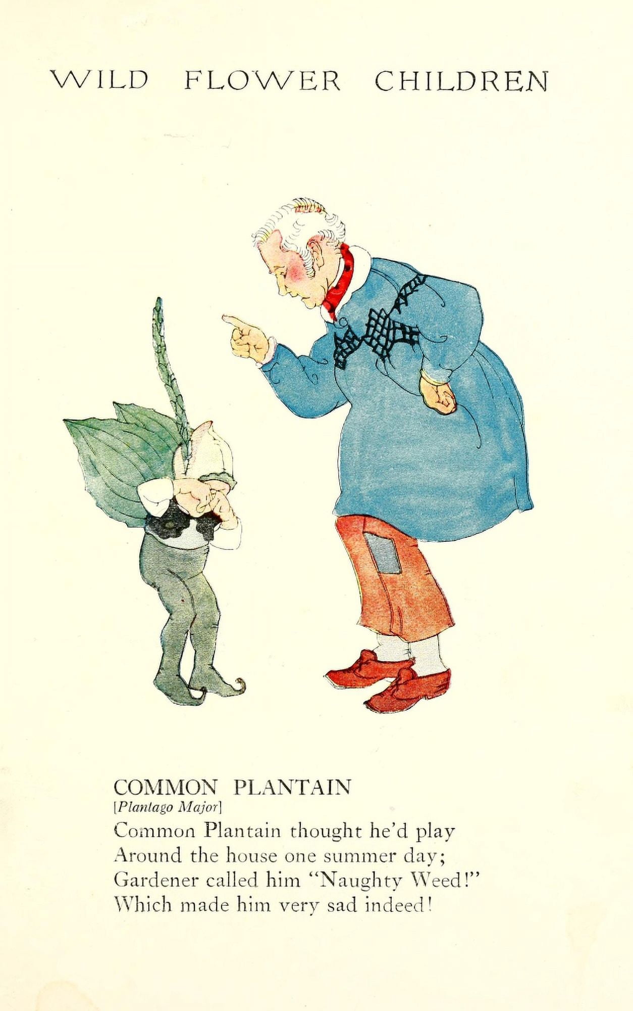 Wild Flower Children c1918 Common Plantain Canvas Art - Janet Laura Scott (18 x 24)