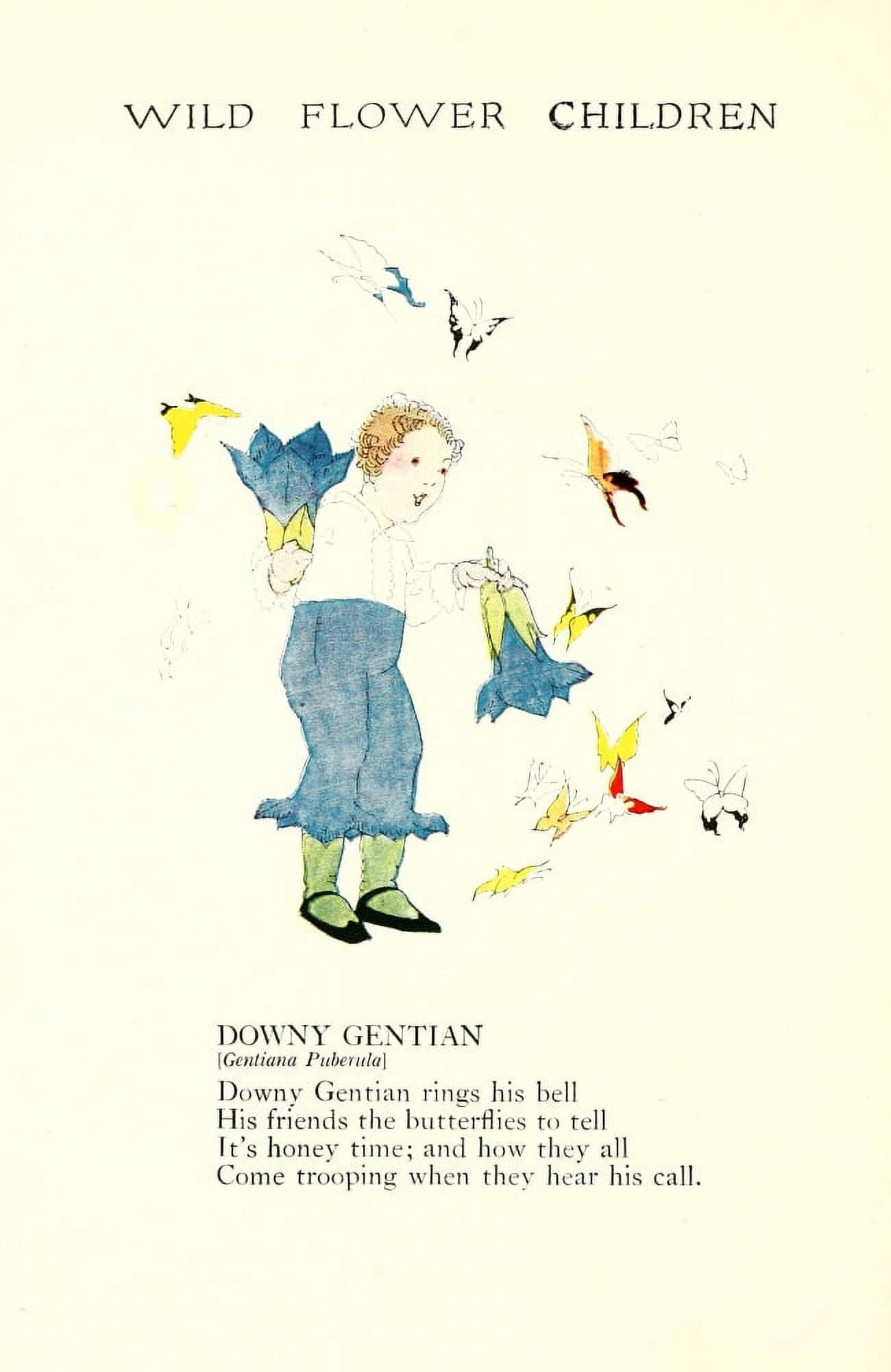 Wild Flower Children c1918 Downy Gentian Canvas Art - Janet Laura Scott (18 x 24)