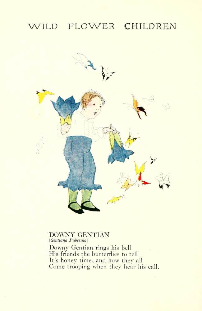 Wild Flower Children c1918 Downy Gentian Canvas Art - Janet Laura Scott (24 x 36)