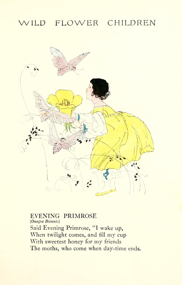 Wild Flower Children c1918 Evening Primrose Canvas Art - Janet Laura Scott (24 x 36)