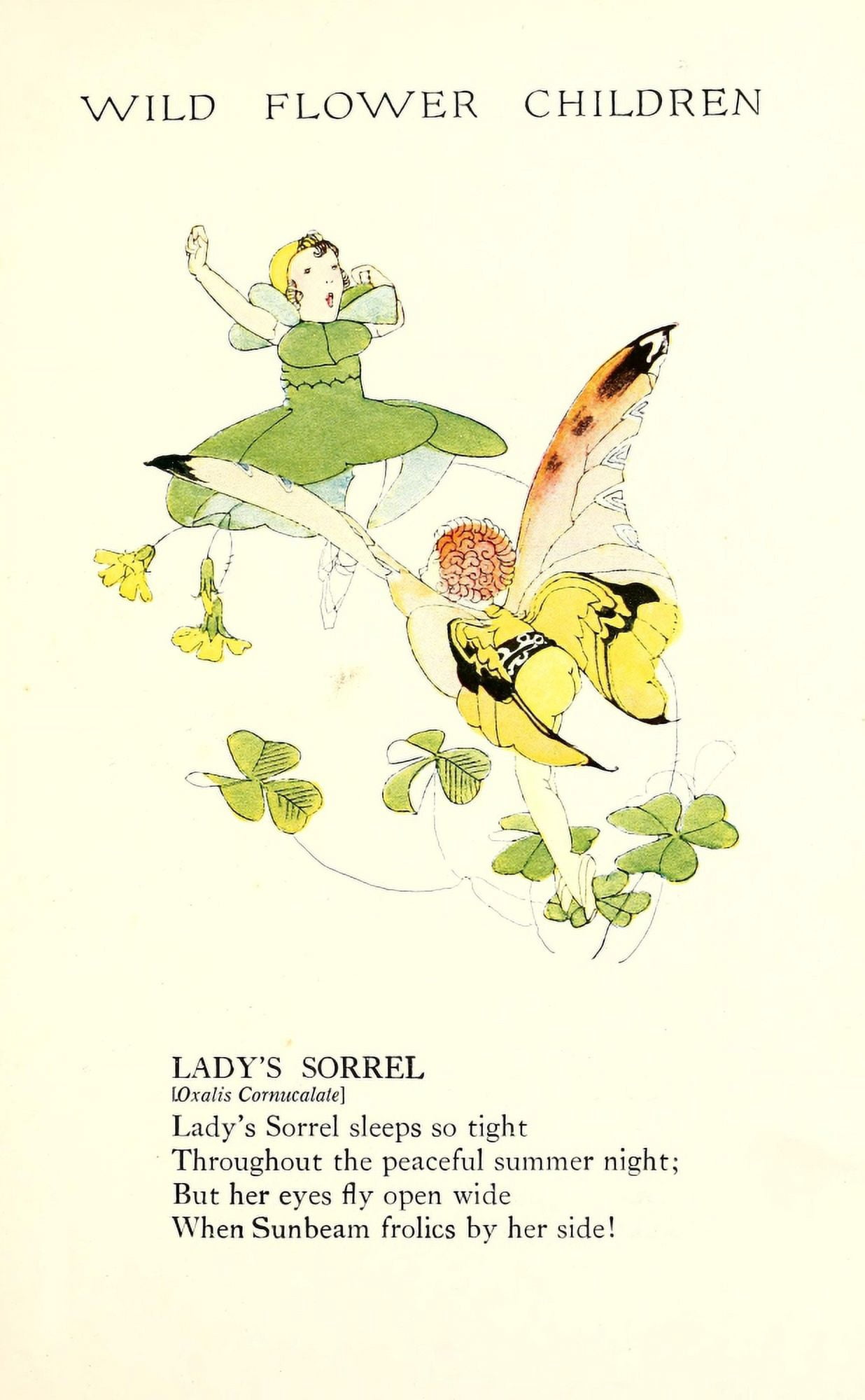 Wild Flower Children c1918 Ladys Sorrel Canvas Art - Janet Laura Scott (18 x 24)