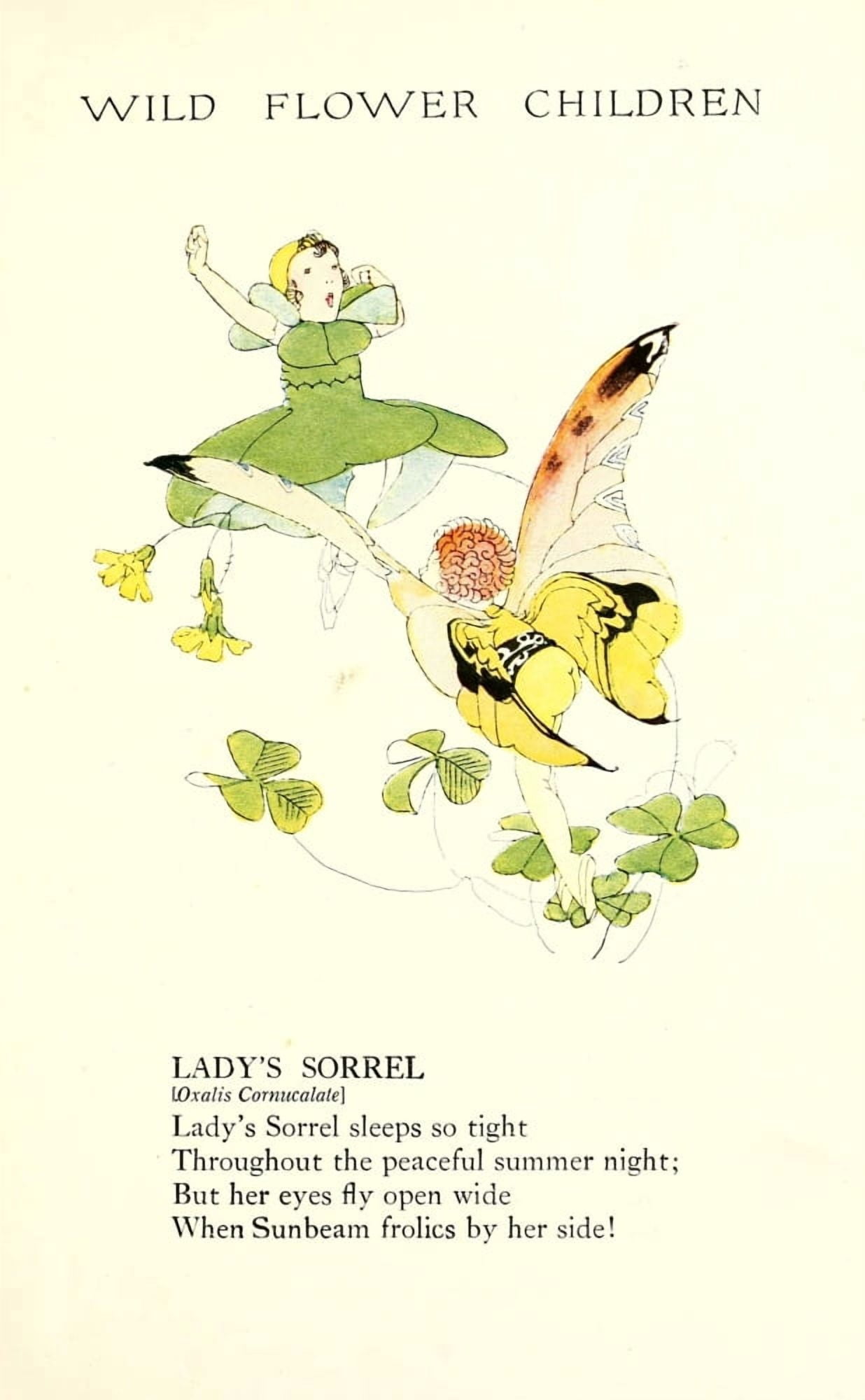 Wild Flower Children c1918 Ladys Sorrel Canvas Art - Janet Laura Scott (24 x 36)