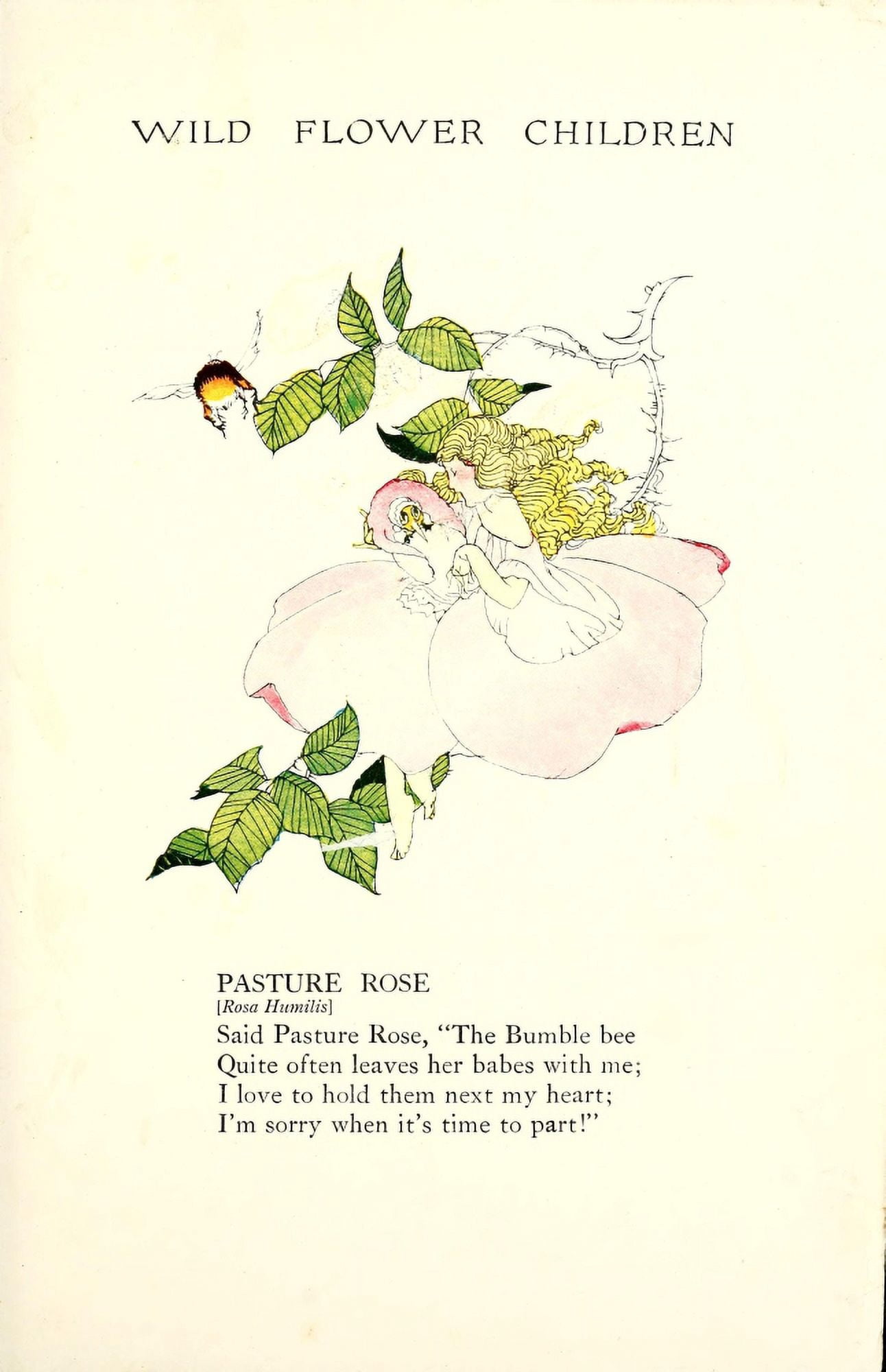 Wild Flower Children c1918 Pasture Rose Canvas Art - Janet Laura Scott (24 x 36)