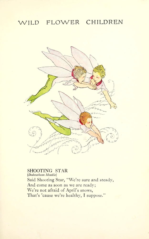 Wild Flower Children c1918 Shooting Star Canvas Art - Janet Laura Scott (24 x 36)