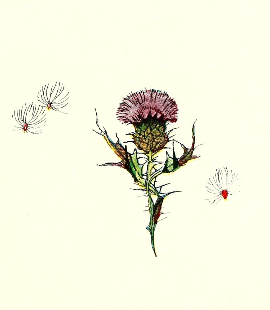 Wild Flower Children c1918 Thistle Canvas Art - Janet Laura Scott (24 x 36)
