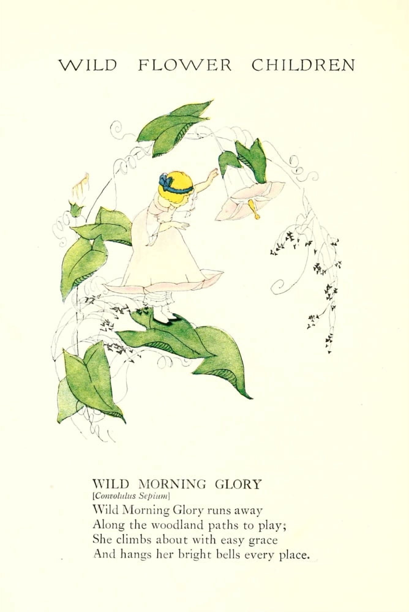 Wild Flower Children c1918 Wild Morning Glory Canvas Art - Janet Laura Scott (18 x 24)