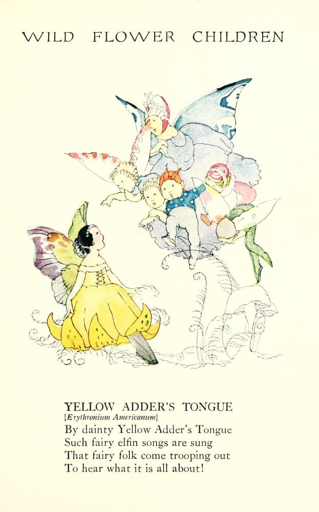 Wild Flower Children c1918 Yellow Adders Tongue Canvas Art - Janet Laura Scott (18 x 24)