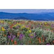 Wild Flower Mix Seed Packet - Open-Pollinated Bulk Flower Seed Mix for Beautiful Perennial, Annual Garden Flowers - 10 sq ft