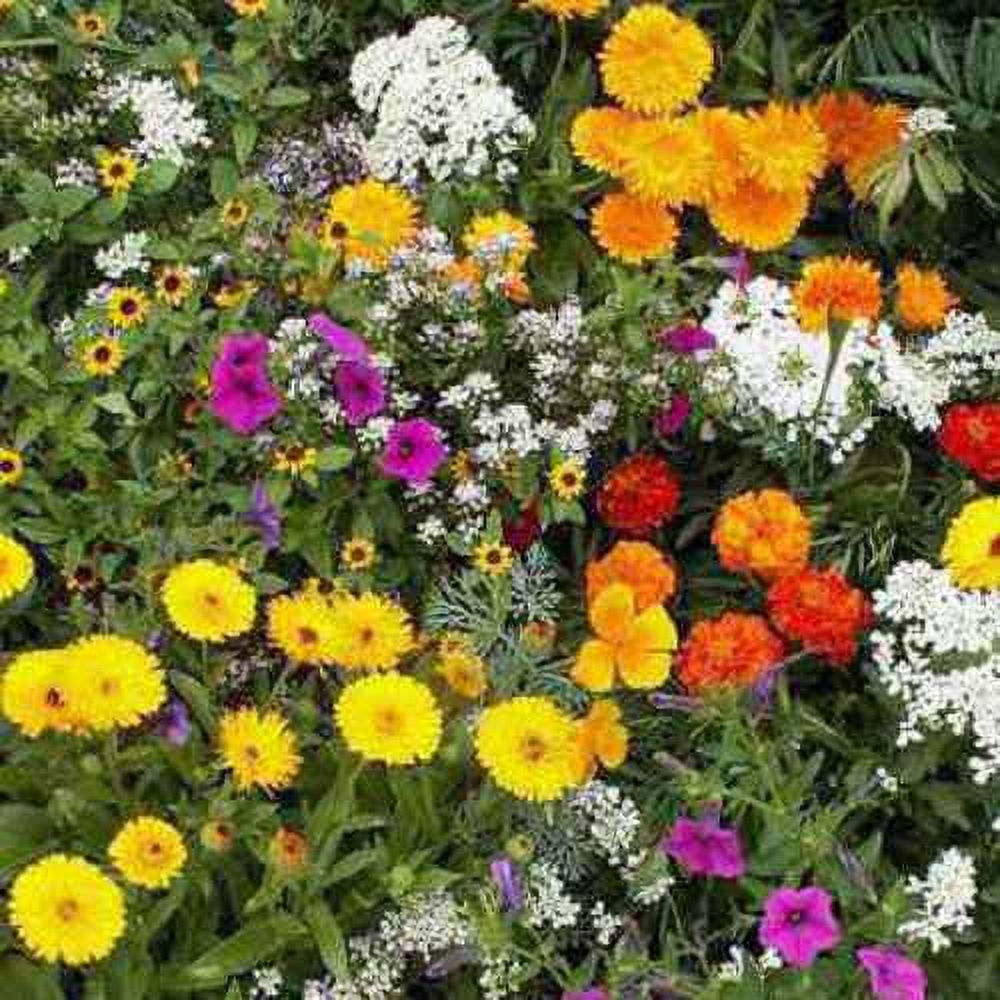 Wild Flower Seeds - Short Annual Wild Flower Seed Mix - 1 LB