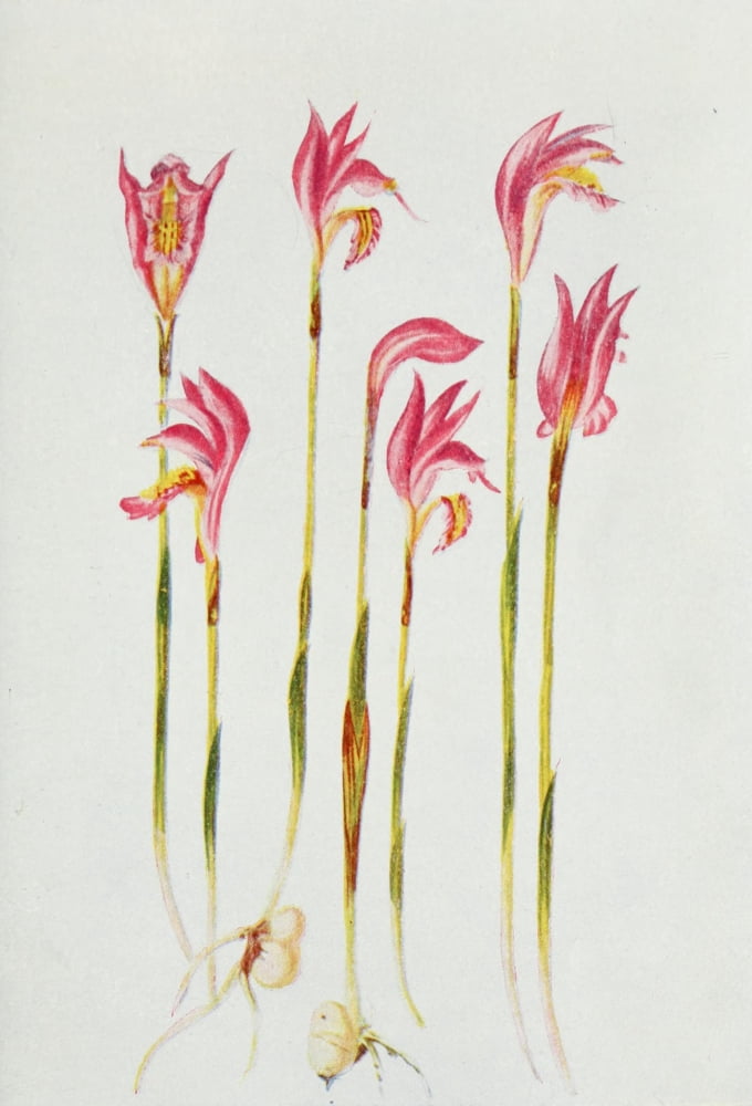 Wild Flowers 1909 Arethusa Canvas Art - M & Shaw Saterlee (18 x 24)