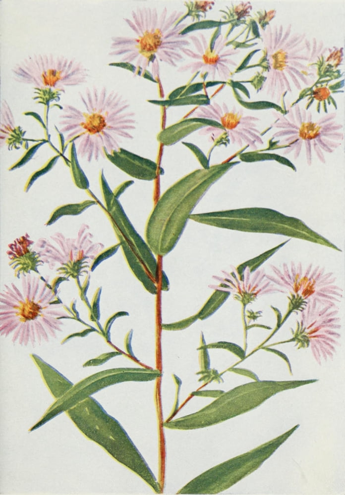 Wild Flowers 1909 Aster Novi Belgii Canvas Art - M & Shaw Saterlee (24 x 36)