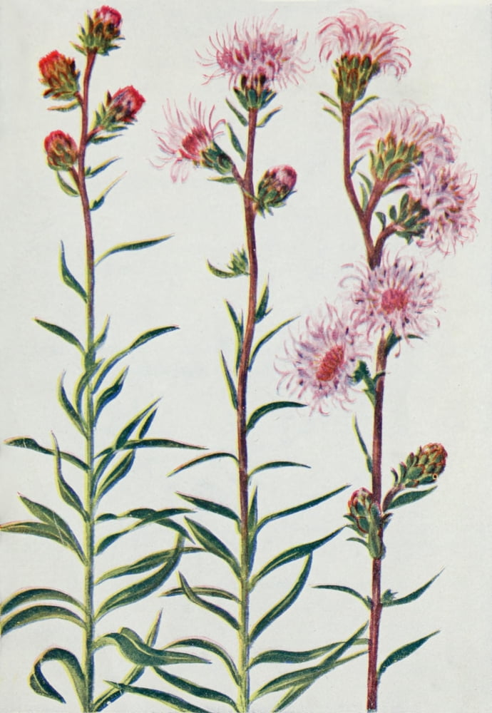 Wild Flowers 1909 Blazing Star Canvas Art - M & Shaw Saterlee (18 x 24)