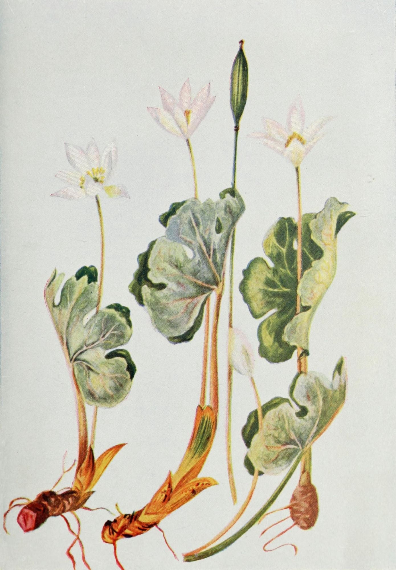 Wild Flowers 1909 Blood-root Canvas Art - M & Shaw Saterlee (18 x 24)