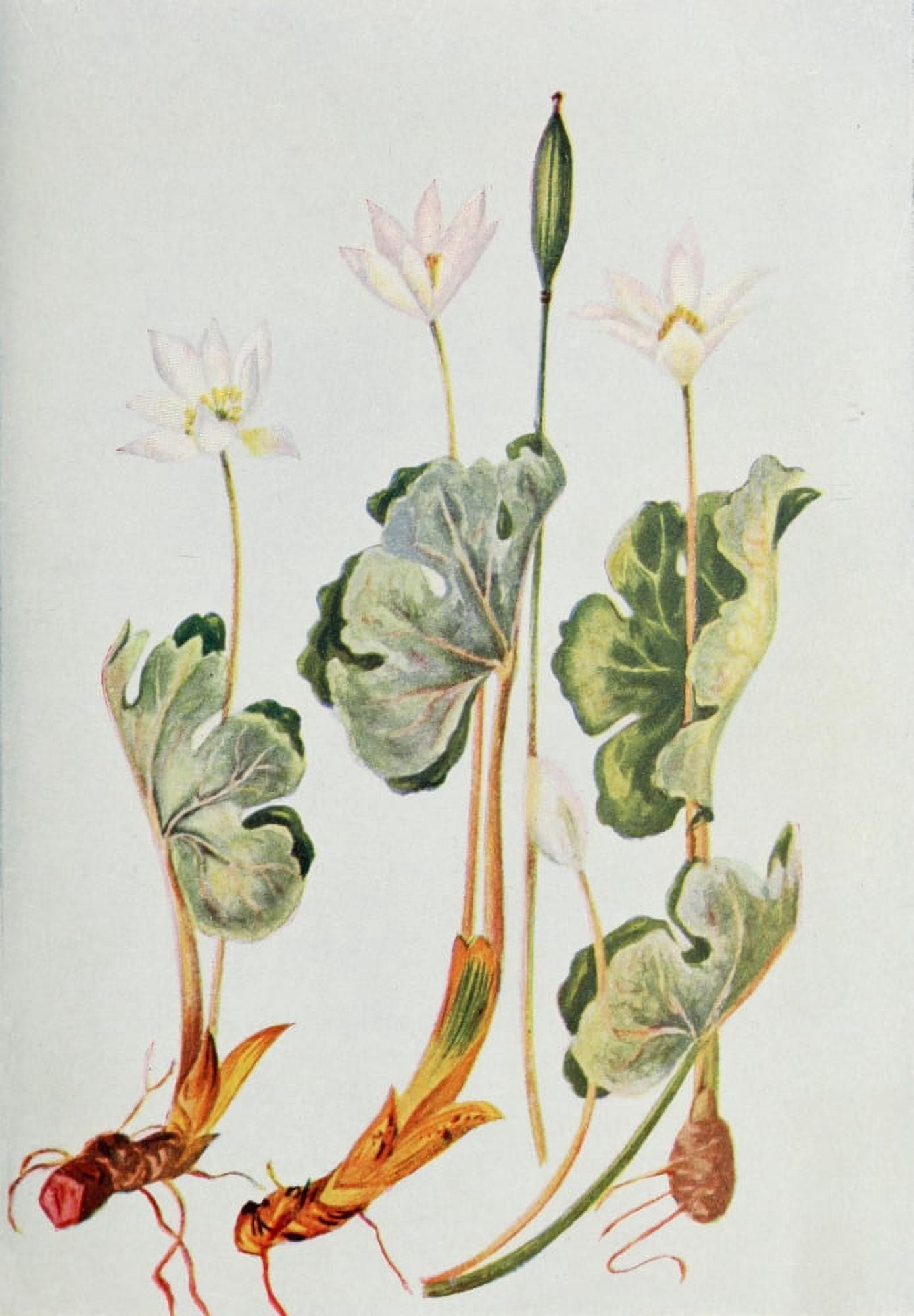 Wild Flowers 1909 Blood-root Canvas Art - M & Shaw Saterlee (24 x 36)
