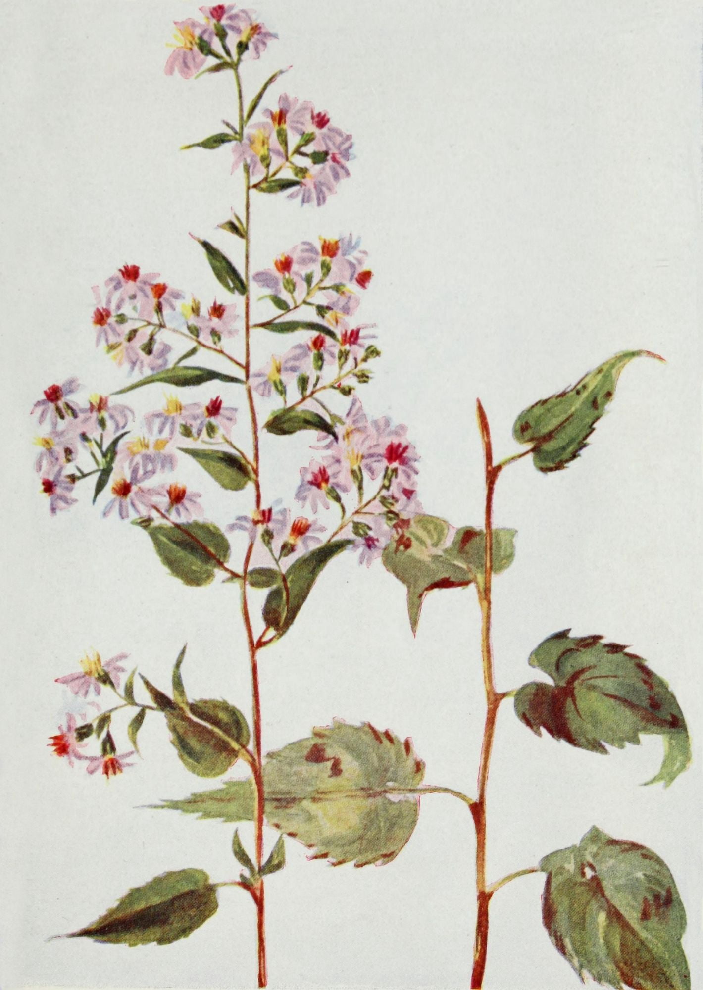 Wild Flowers 1909 Blue Wood Aster Canvas Art - M & Shaw Saterlee (18 x 24)