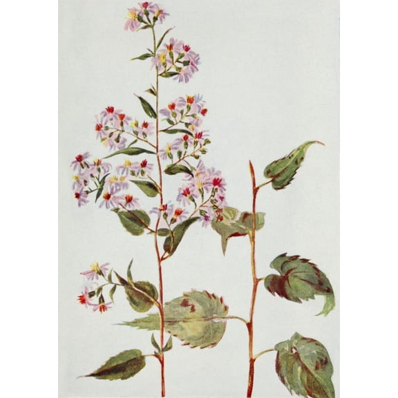Wild Flowers 1909 Blue Wood Aster Canvas Art - M & Shaw Saterlee (18 x 24)