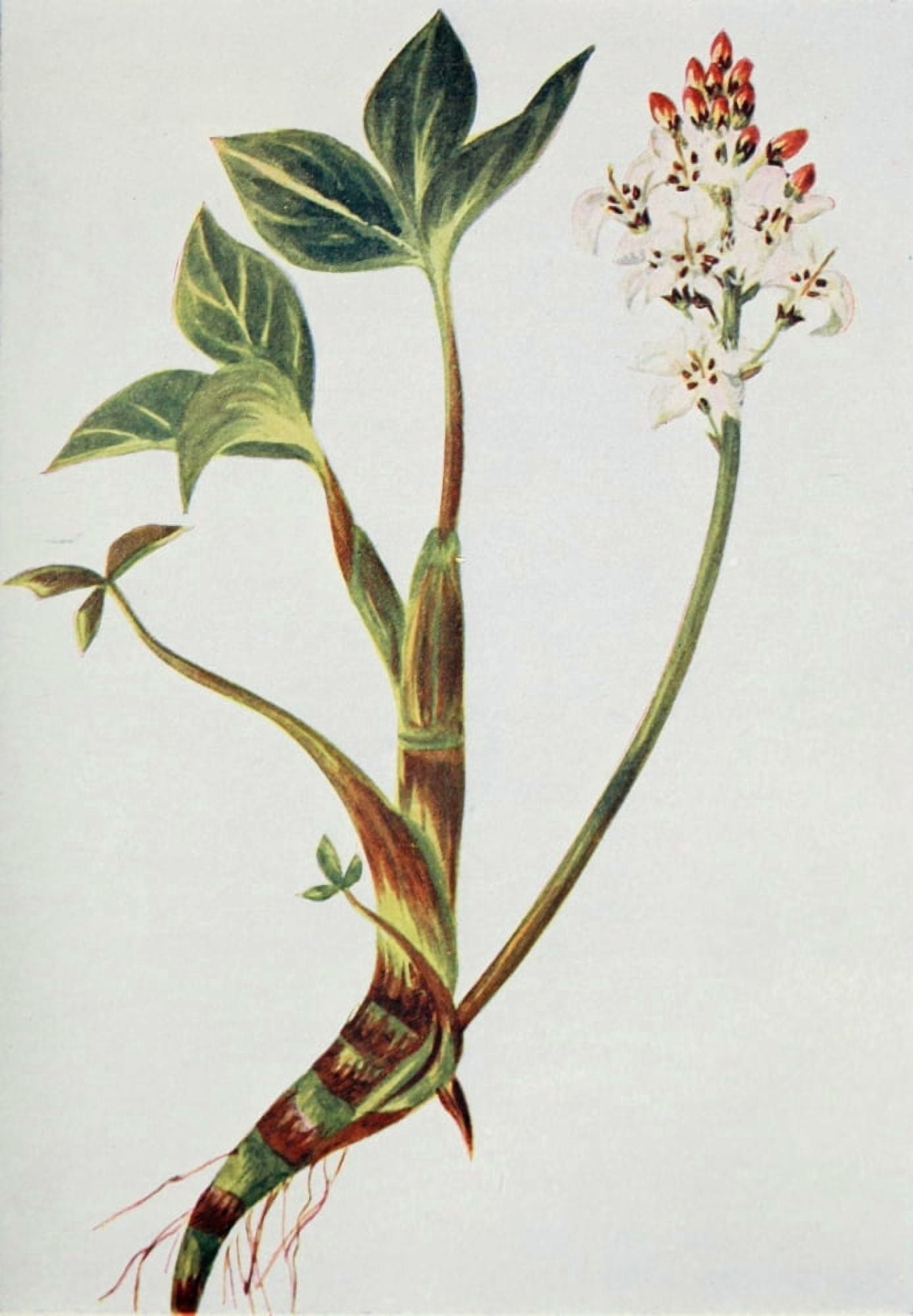 Wild Flowers 1909 Buckbean Canvas Art - M & Shaw Saterlee (18 x 24)