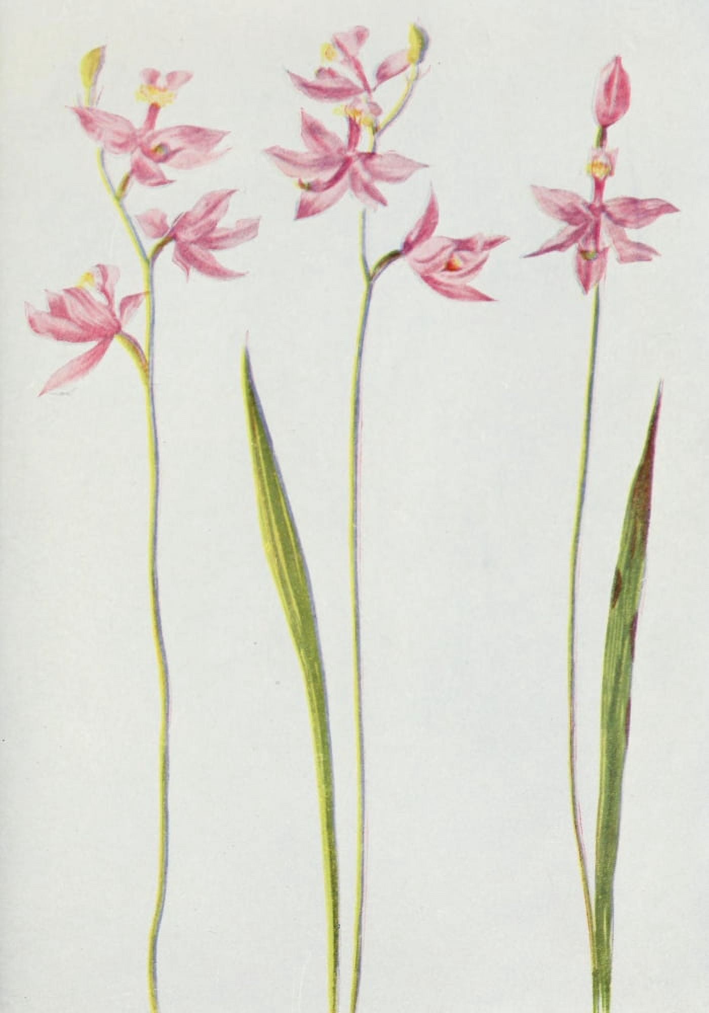 Wild Flowers 1909 Calopogon Pulchellus Canvas Art - M & Shaw Saterlee (18 x 24)