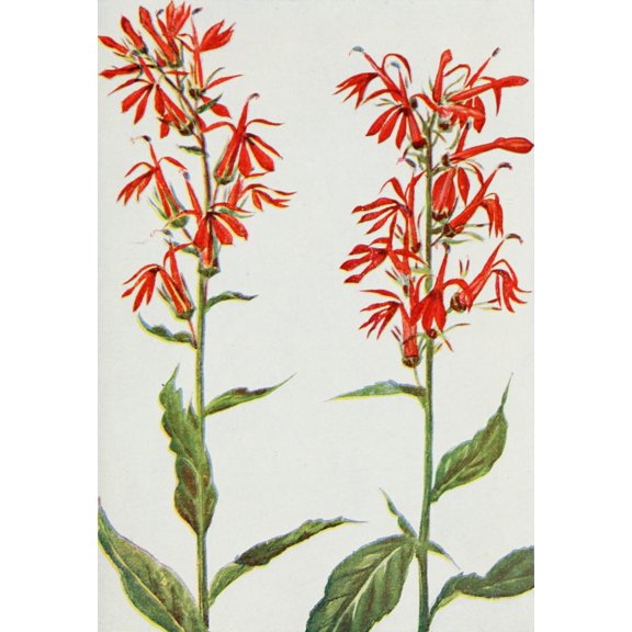 Wild Flowers 1909 Cardinal Flower Canvas Art - M & Shaw Saterlee (18 x 24)