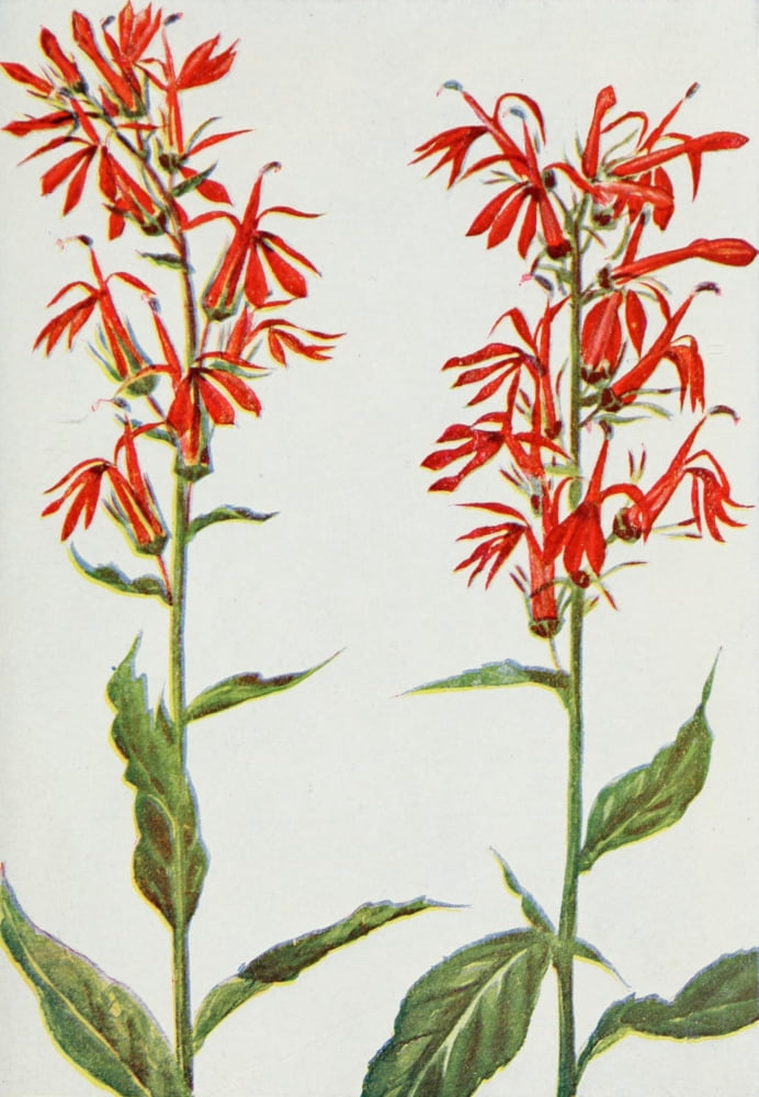 Wild Flowers 1909 Cardinal Flower Canvas Art - M & Shaw Saterlee (24 x 36)