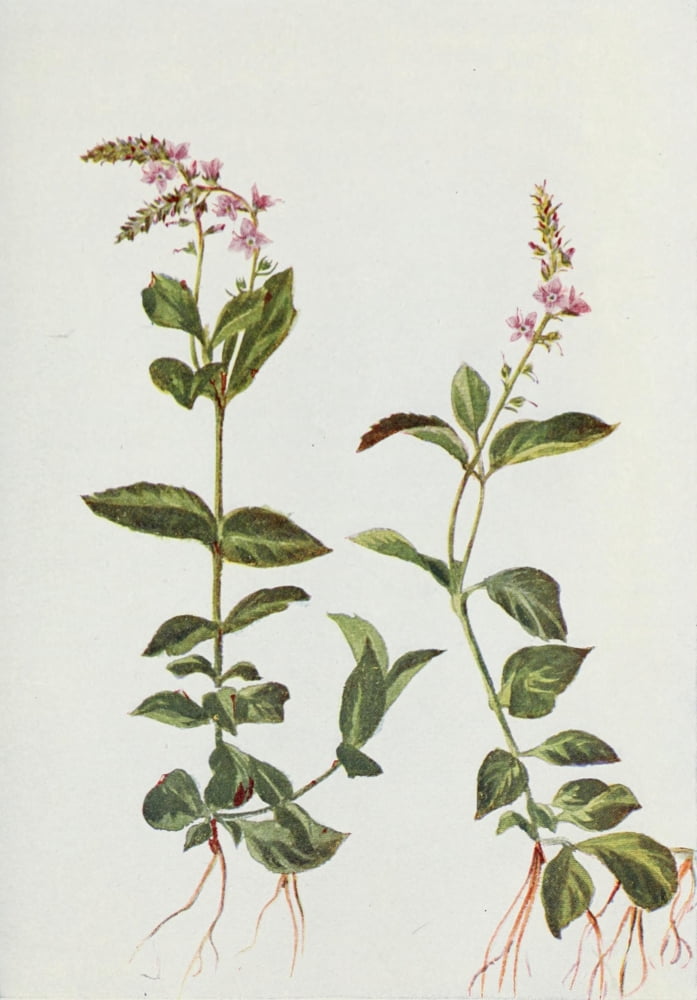 Wild Flowers 1909 Common Speedwell Canvas Art - M & Shaw Saterlee (18 x 24)