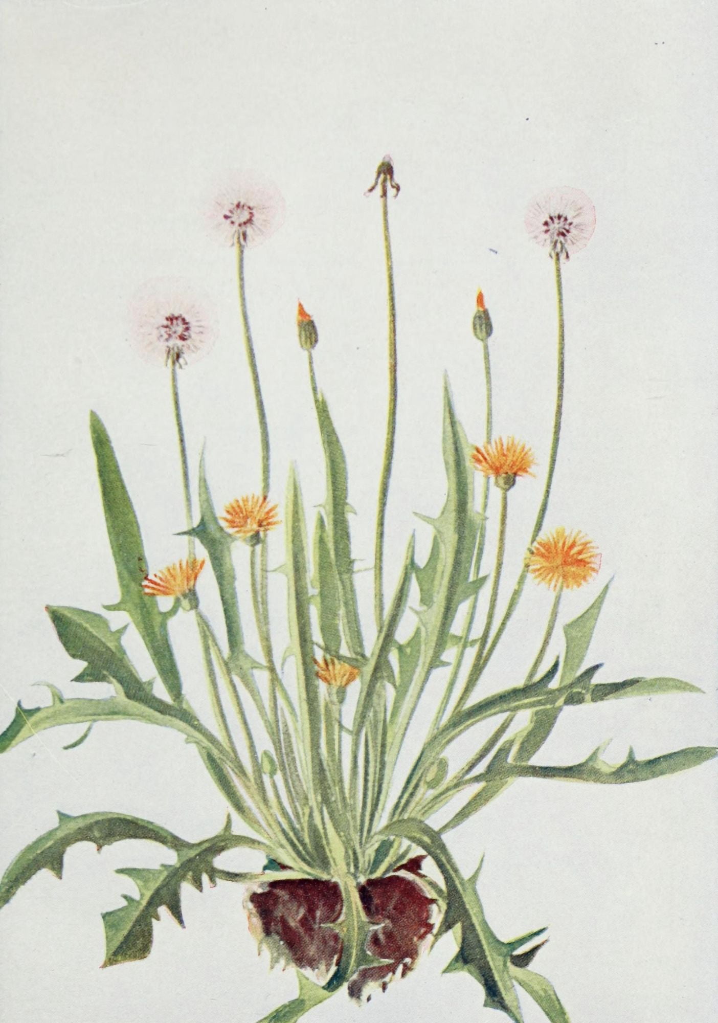 Wild Flowers 1909 Cynthia Canvas Art - M & Shaw Saterlee (24 x 36)