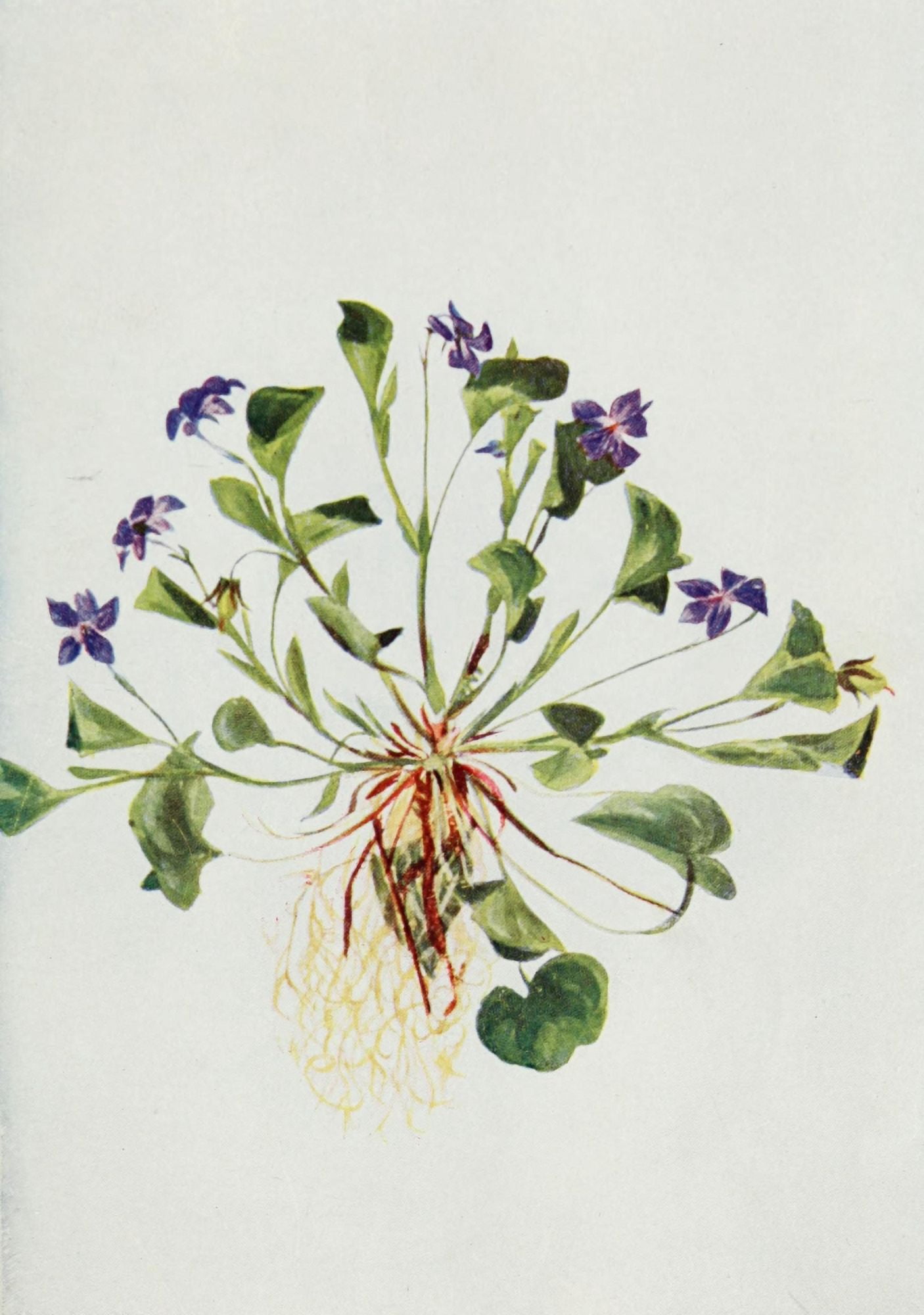 Wild Flowers 1909 Dog Violet Canvas Art - M & Shaw Saterlee (18 x 24)