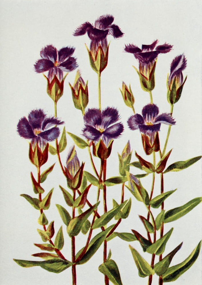 Wild Flowers 1909 Fringed Gentian Canvas Art - M & Shaw Saterlee (24 x 36)