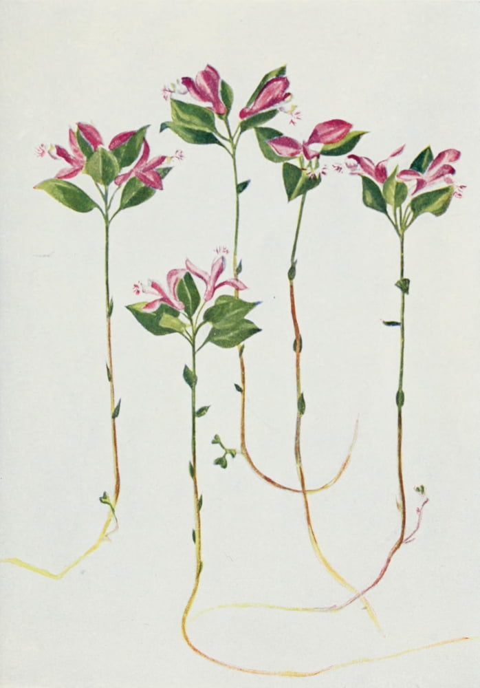Wild Flowers 1909 Fringed Polygala Canvas Art - M & Shaw Saterlee (24 x 36)