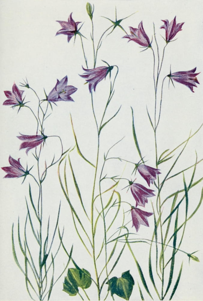 Wild Flowers 1909 Harebell Canvas Art - M & Shaw Saterlee (18 x 24)