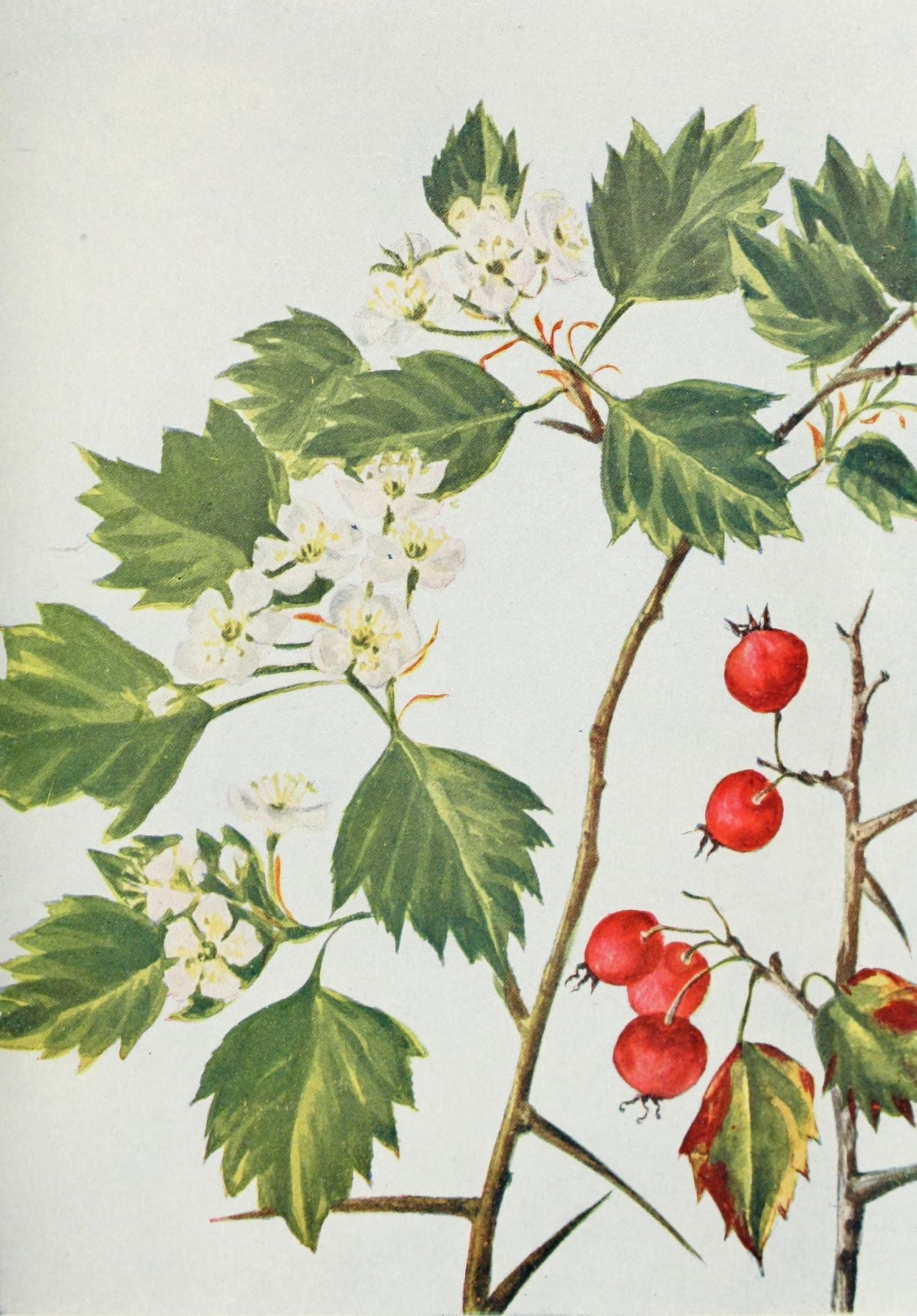 Wild Flowers 1909 Hawthorn Canvas Art - M & Shaw Saterlee (18 x 24)