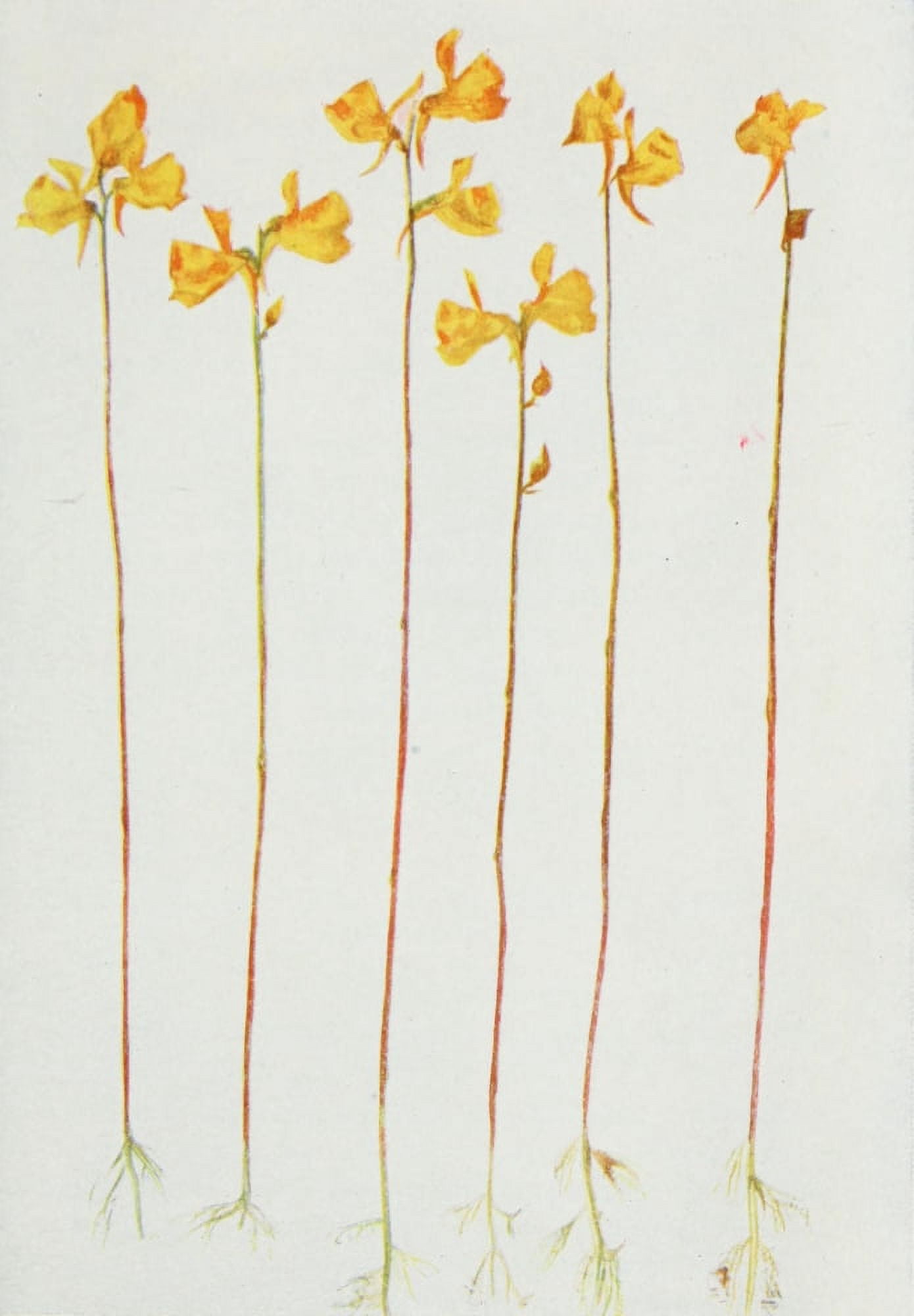 Wild Flowers 1909 Horned Bladderwort Canvas Art - M & Shaw Saterlee (18 x 24)